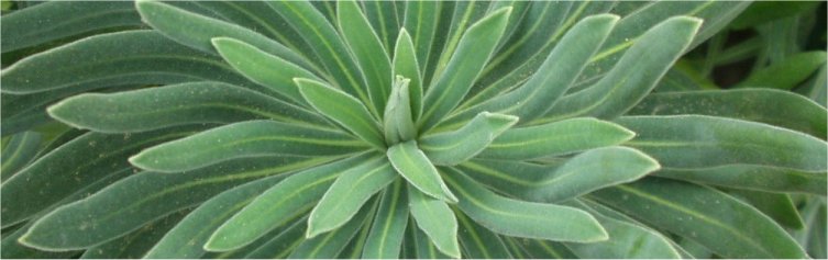 Euphorbia caracias