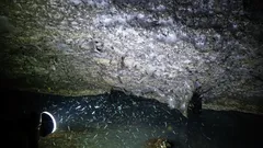 Een echte "spinnenstad" ontdekt in Europa - en de populatie is angstaanjagend!