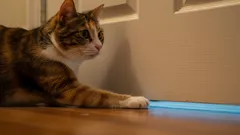 Wetenschappers hebben ontdekt waarom katten hun baasjes kunnen volgen.