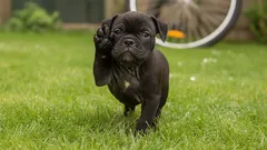 Waarom tilt een hond zijn voorpoot op?