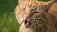 De echte reden waarom katten gras eten - mysterie opgelost!
